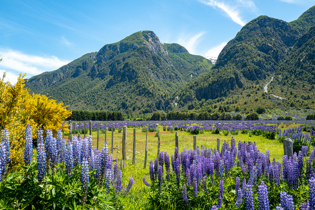 Blaue Lupinen mit fernem Wasserfall