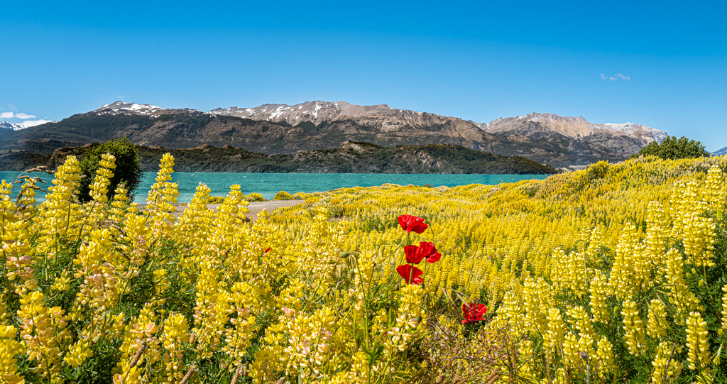 Frühling am Lago General Carrera