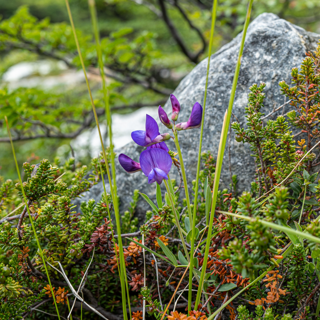 Indigo-Lupine (Baptisia australis)