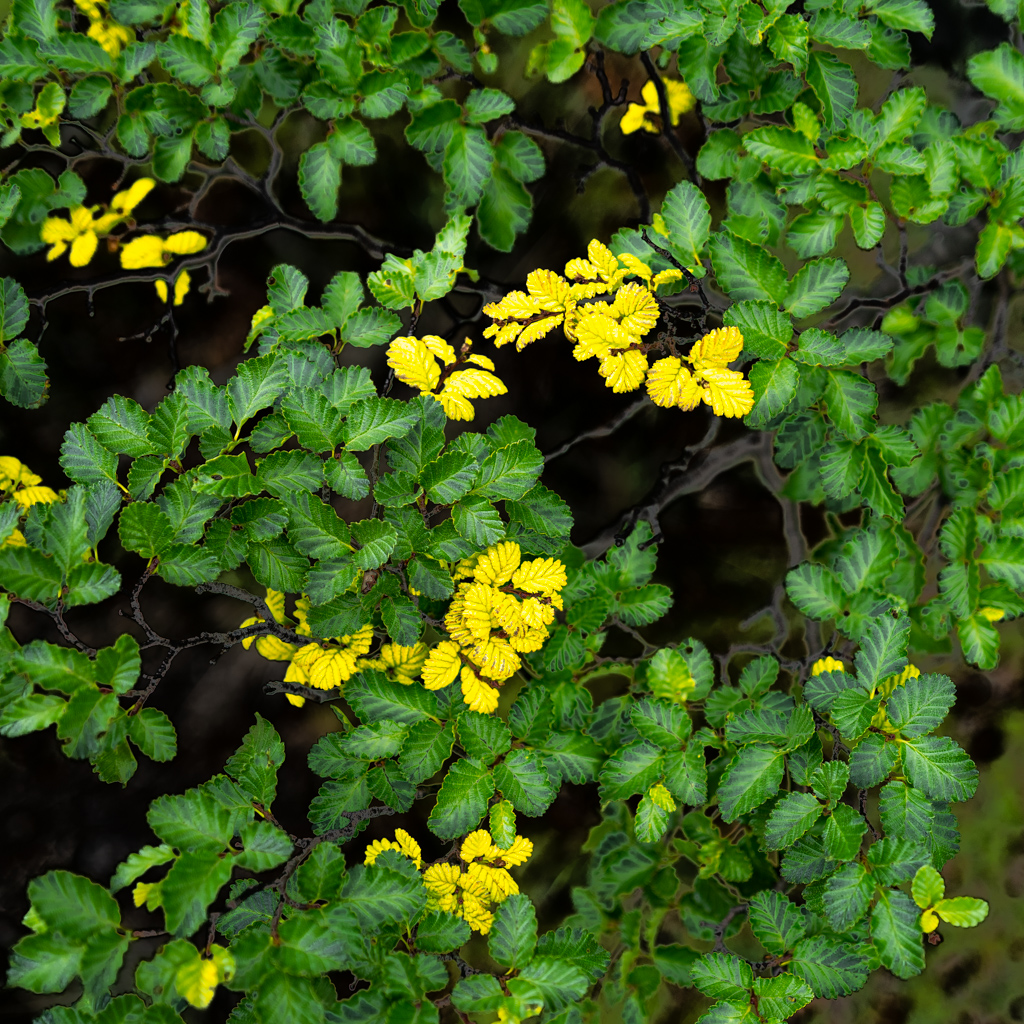 Lenga-Südbuche (Nothofagus pumilio)