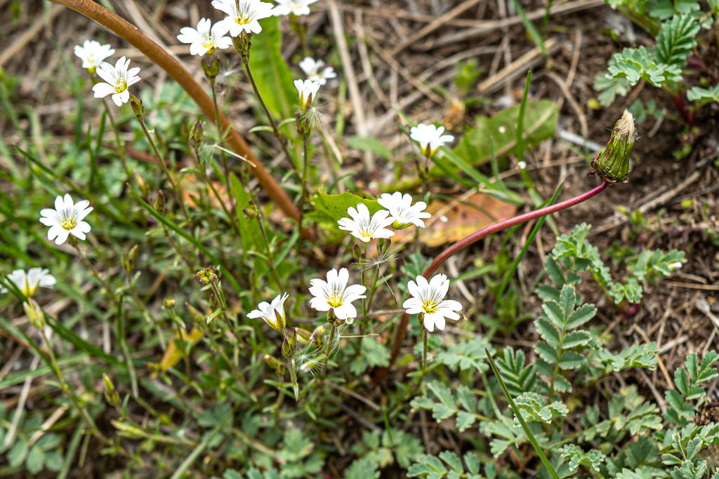 Acker-Hornkraut (Cerastium arvense)