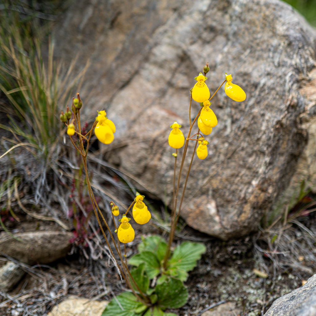 Pantoffelblume (Calceolaria biflora)