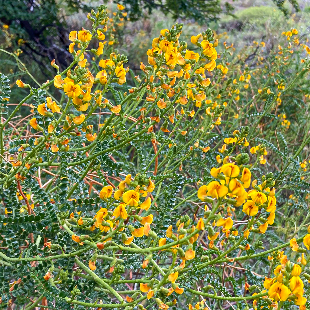 Paramela (Adesmia boronioides)