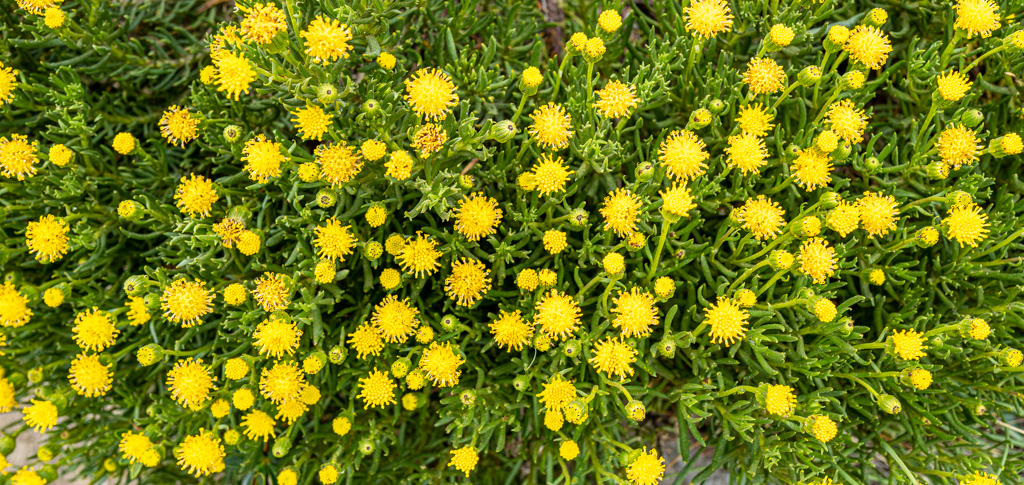 Hierba del Venado (Bajacalia crassifolia)