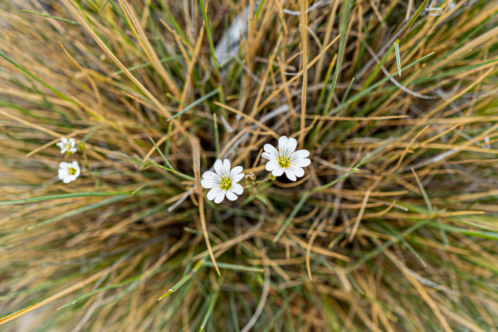 Acker-Hornkraut (Cerastium arvense)