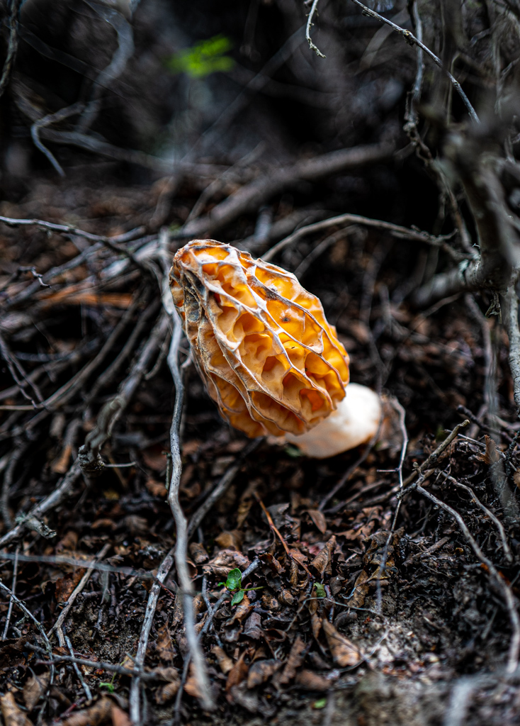 Spitzmorchel (Morchella elata)