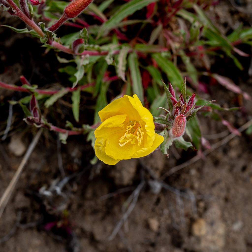 Nachtkerze (Oenothera pilosella)