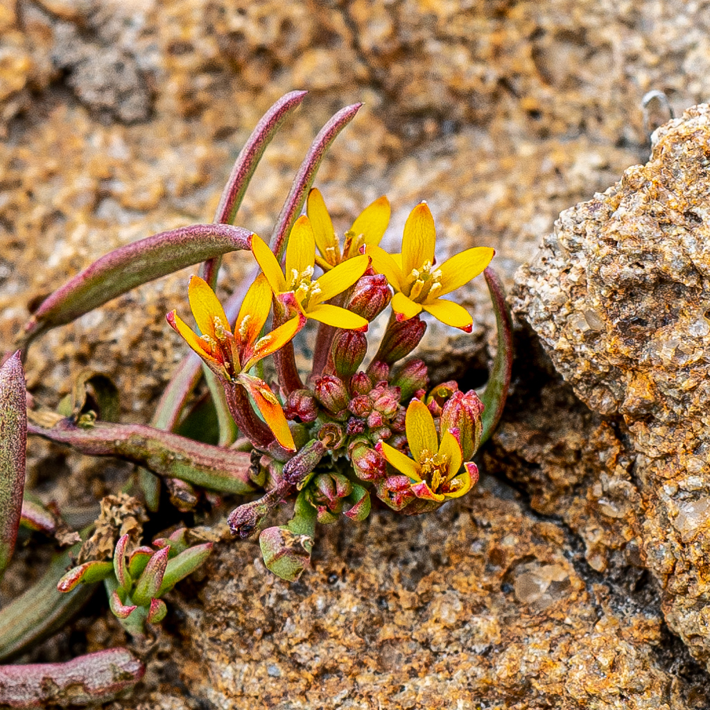 Quinchamalium chilense flowers