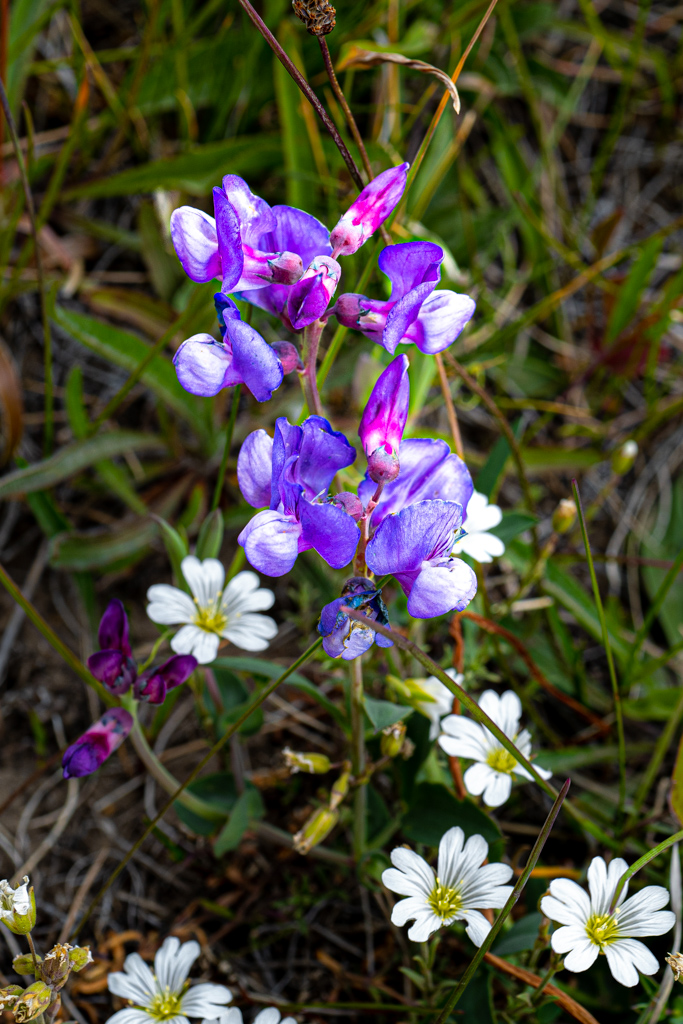 Indigo-Lupine (Baptisia australis)