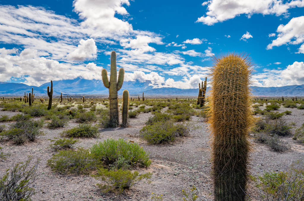 Parque National Los Cardones