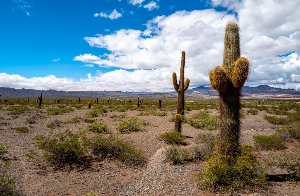 Parque National Los Cardones