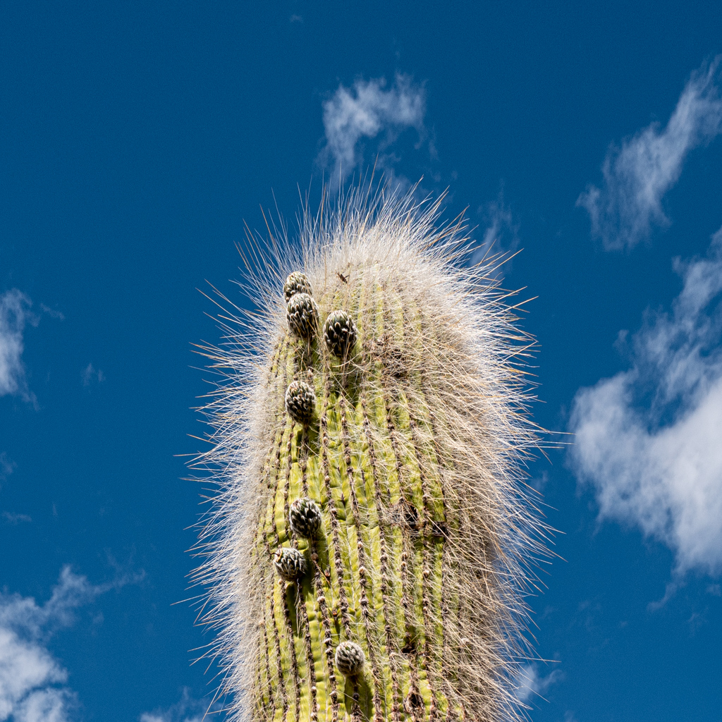 "Cardón", (Leucostele atacamensis), Parque National Los Cardones