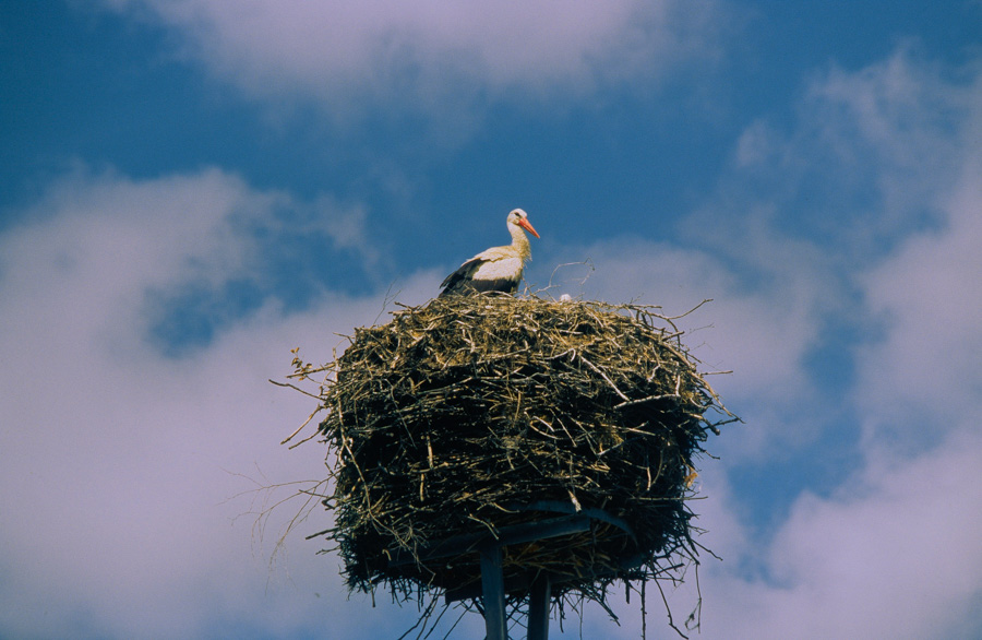 Storch im Spreewald