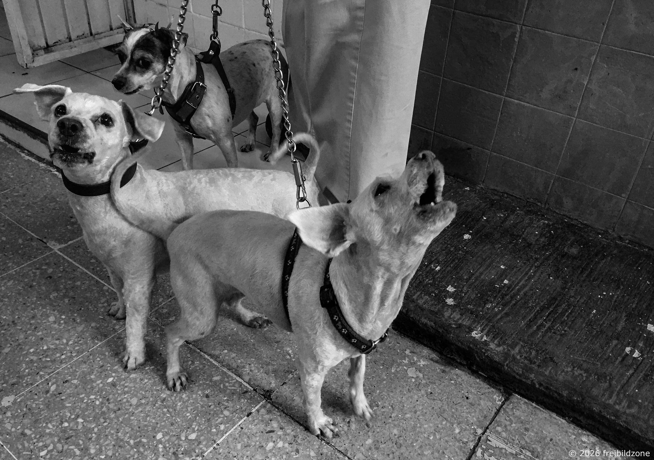 Hunde, San Luis Potosí, Mexiko