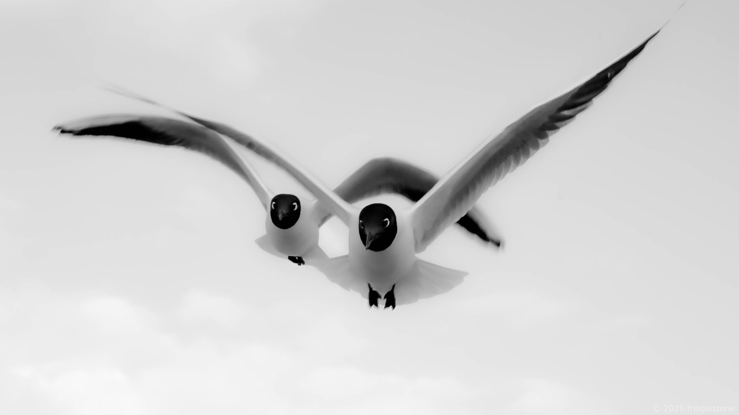 Schwarzkopfmöwen, Darß, Deutschland