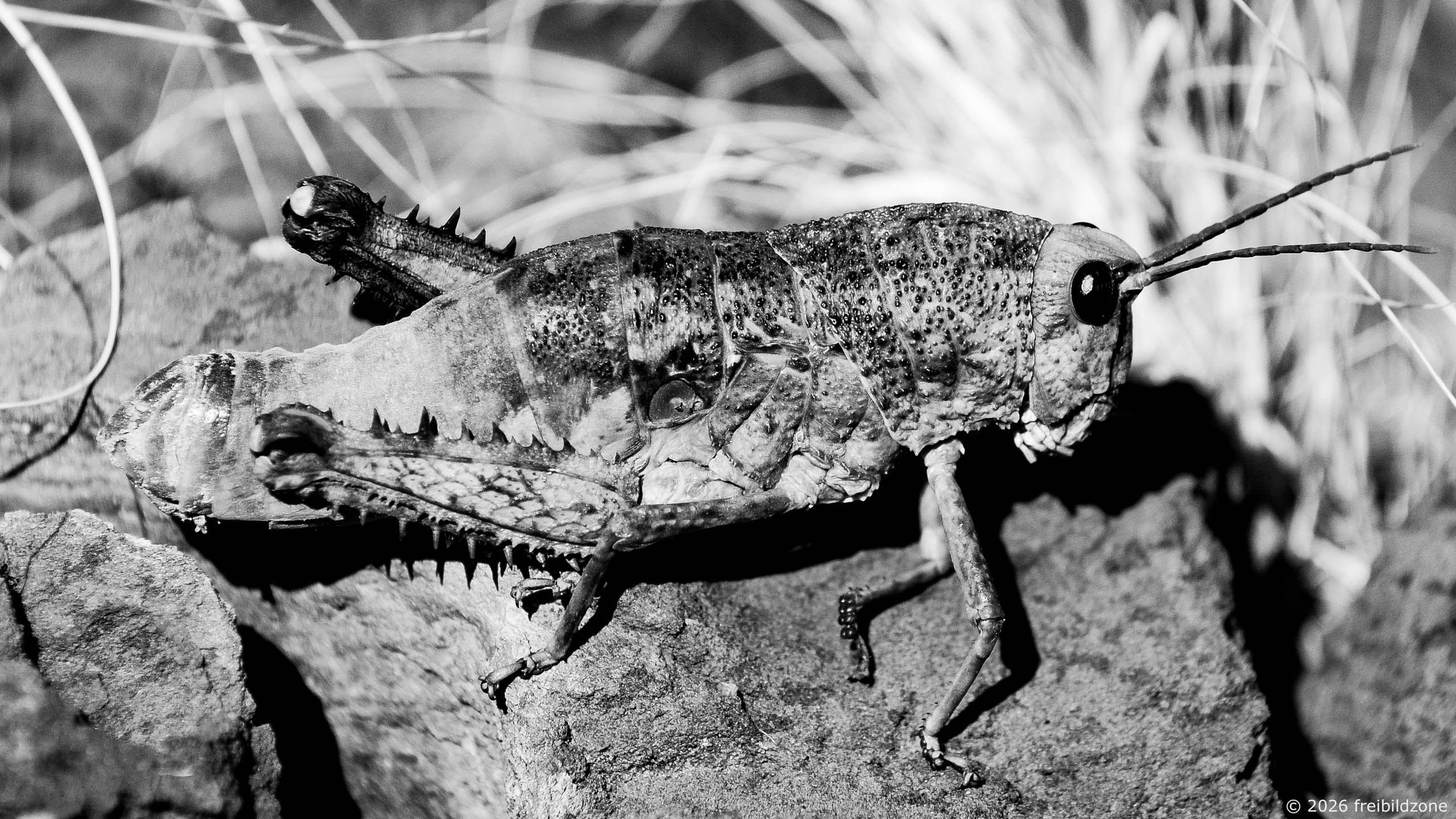 Heuschrecke, Namibia