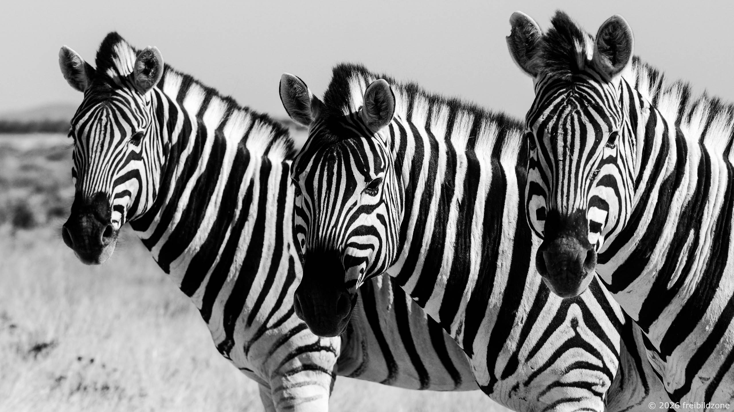 Steppenzebras, Namibia