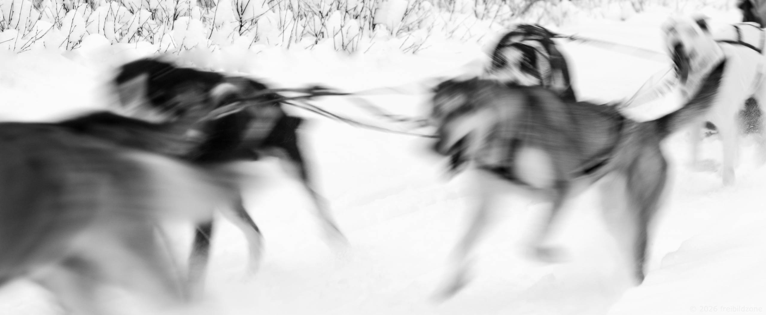 Schlittenhunde, Lappland