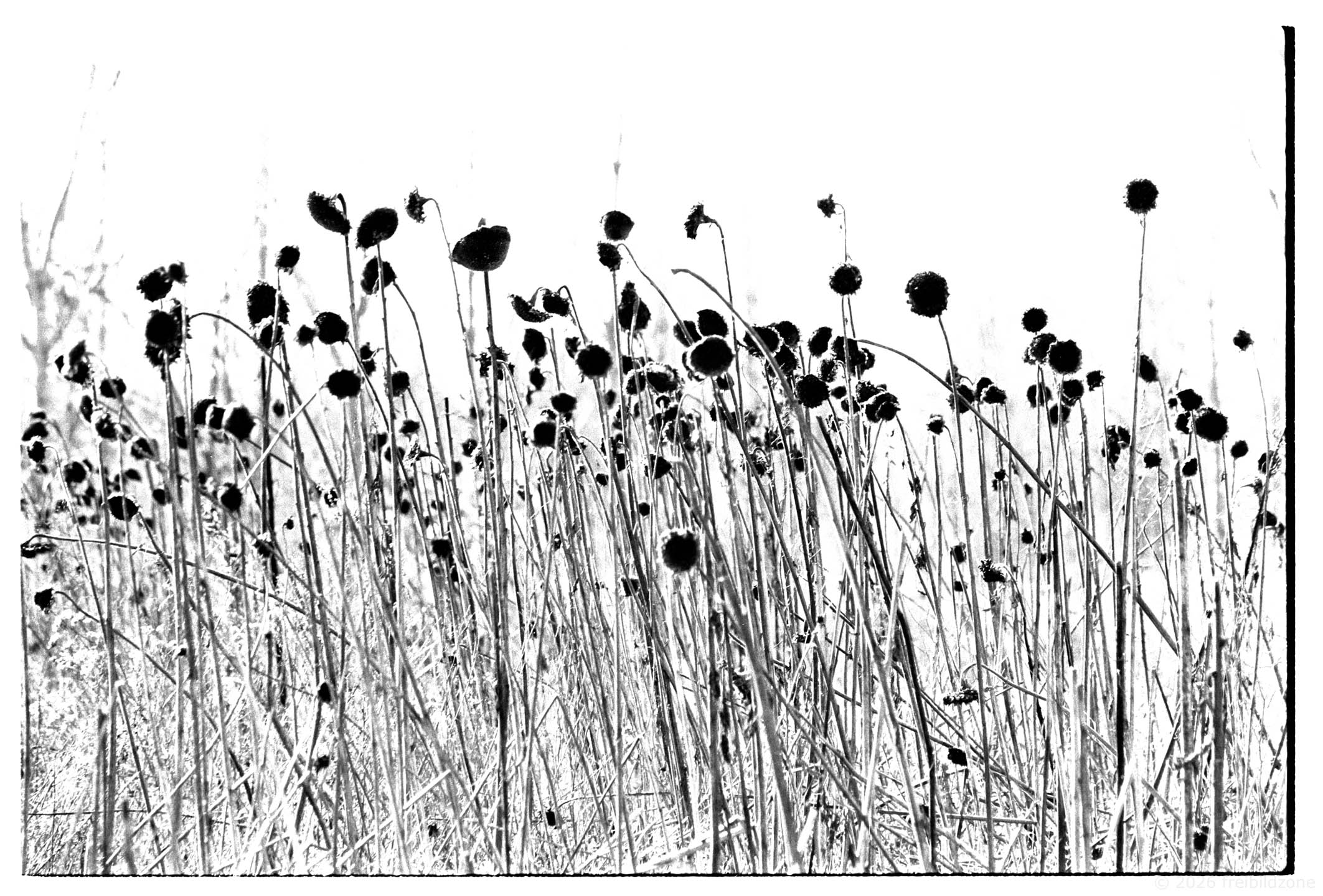 Sonnenblumen Cluster, 2000