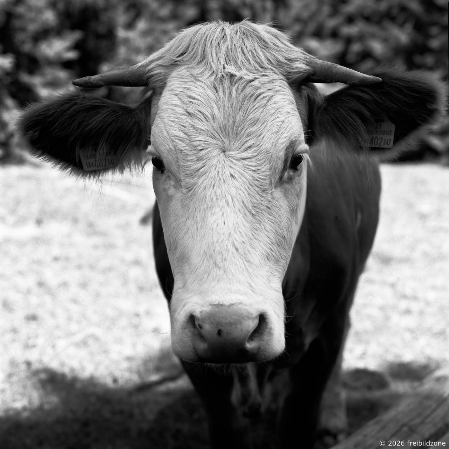 Das Foto von der Kuh (2001)