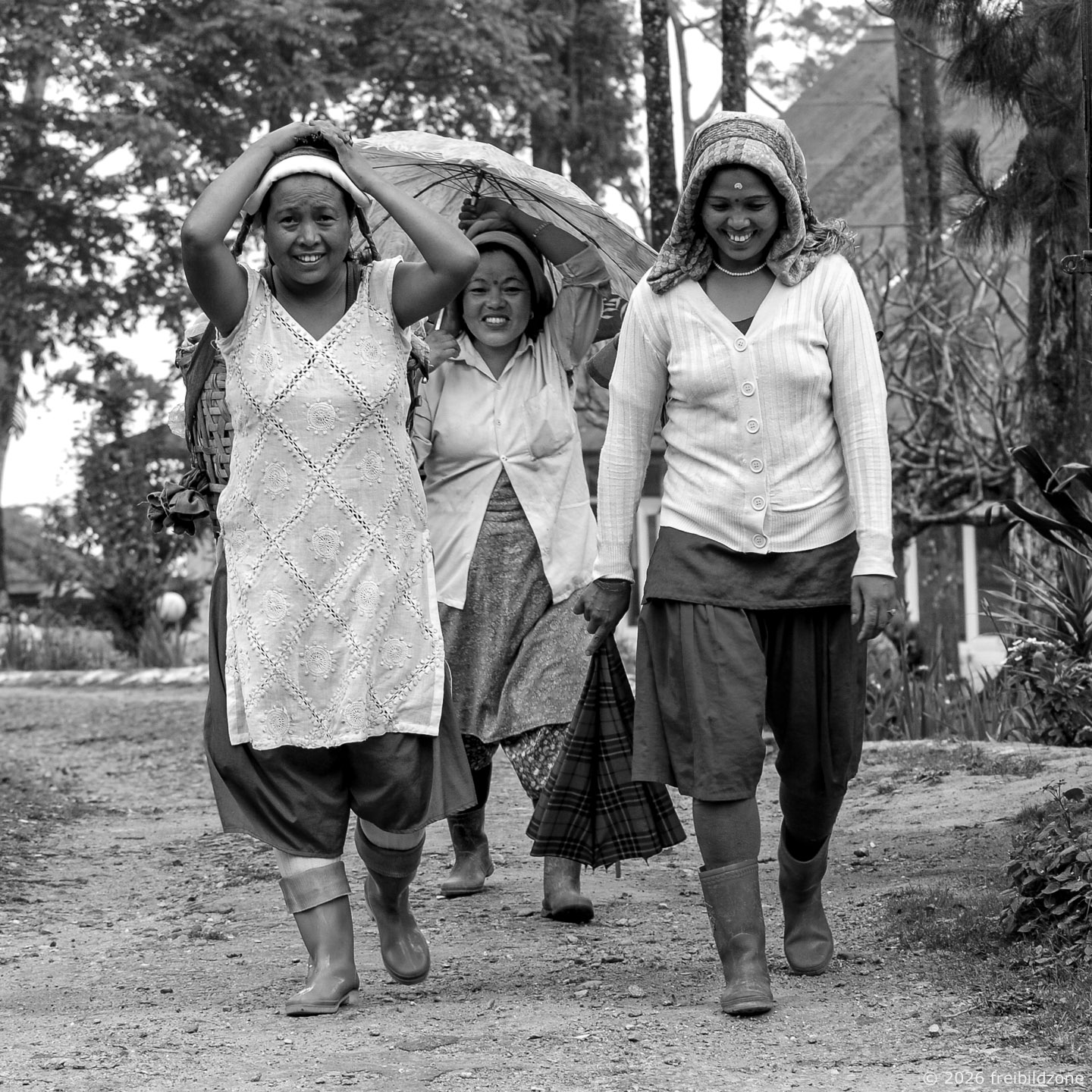 Teepflückerinnen, Puttabong Tea Estate, Darjeeling