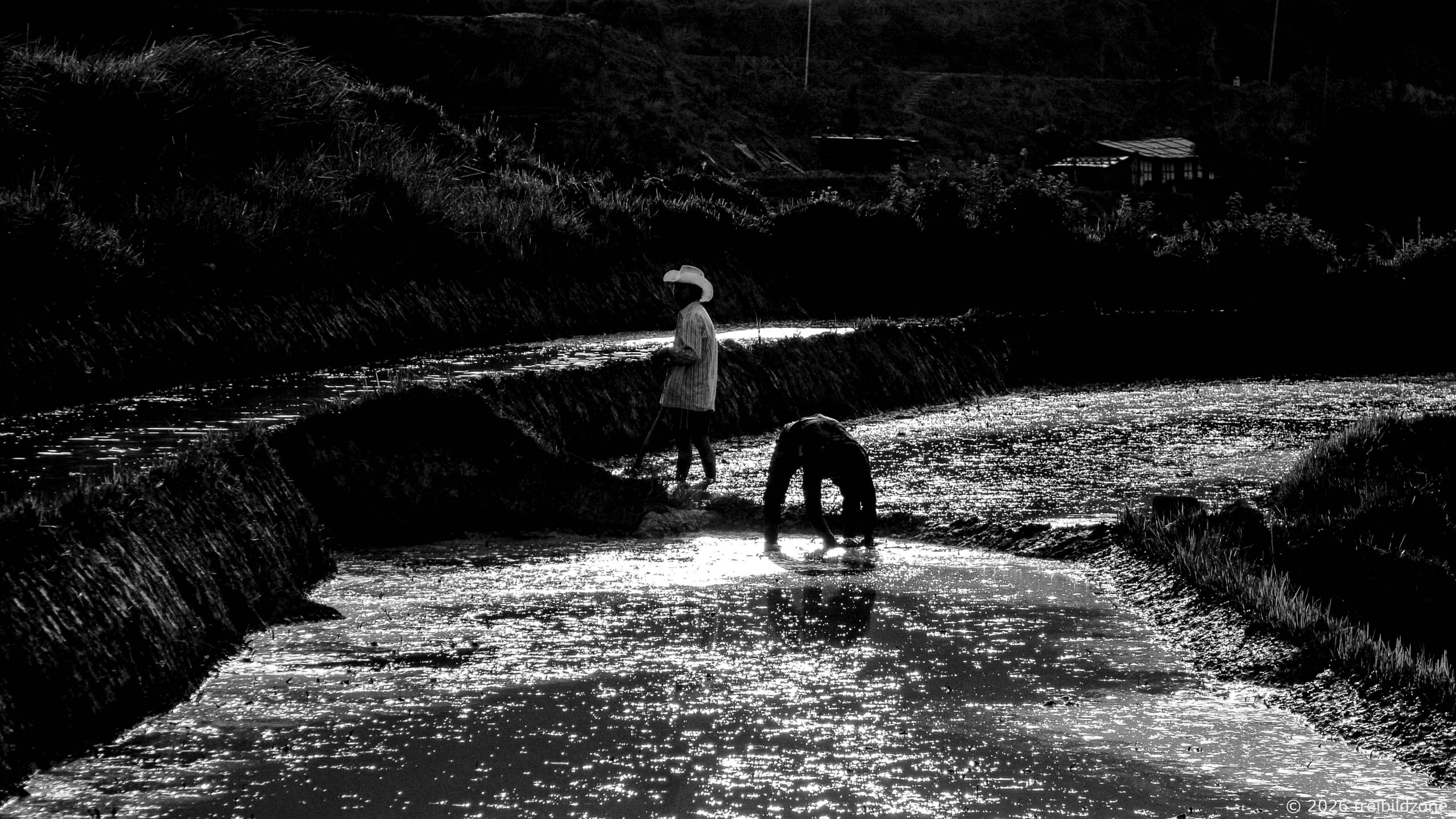 Paddy farmers, Bhutan, 2012