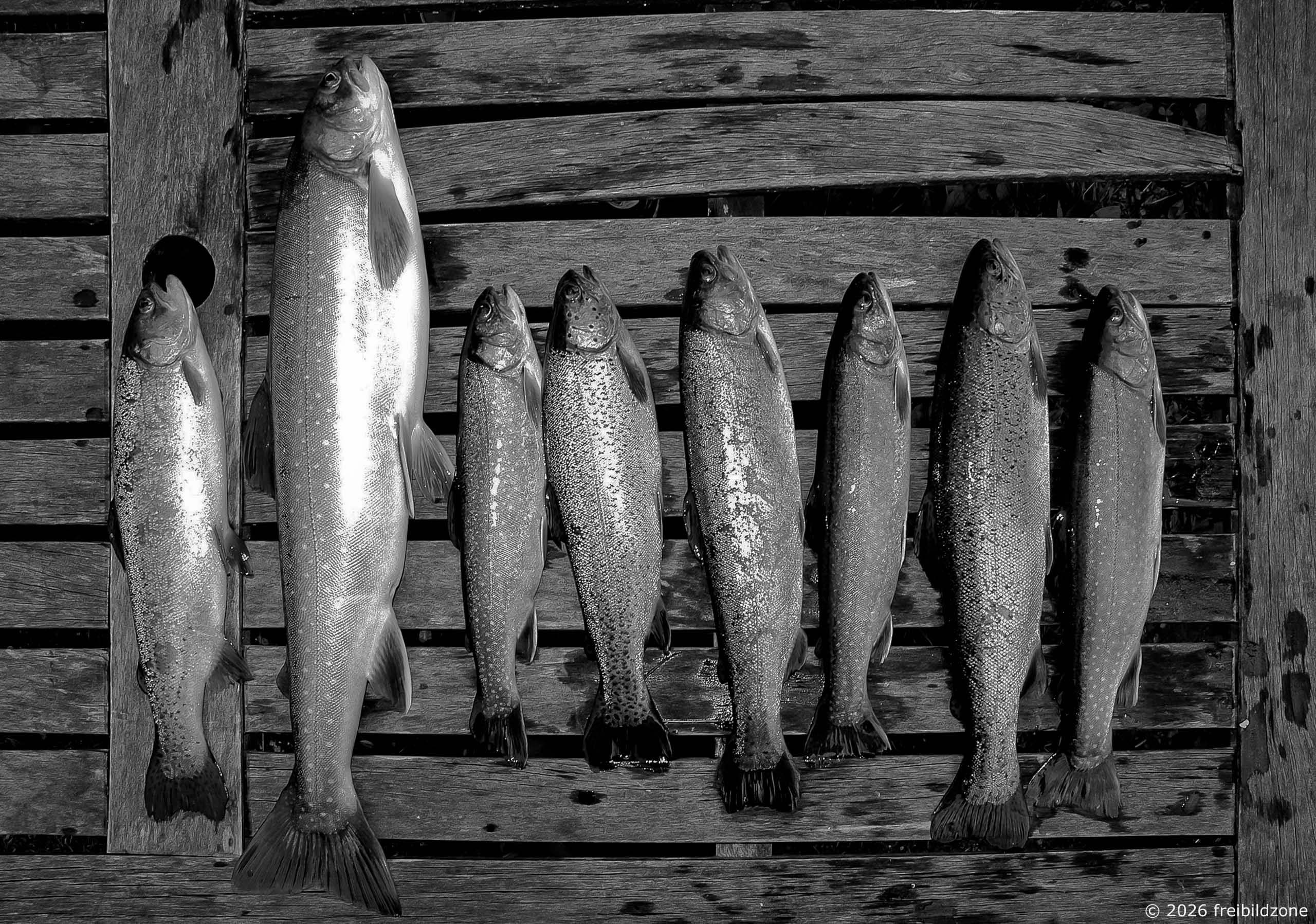 Tagesfang, Rauris, Österreich