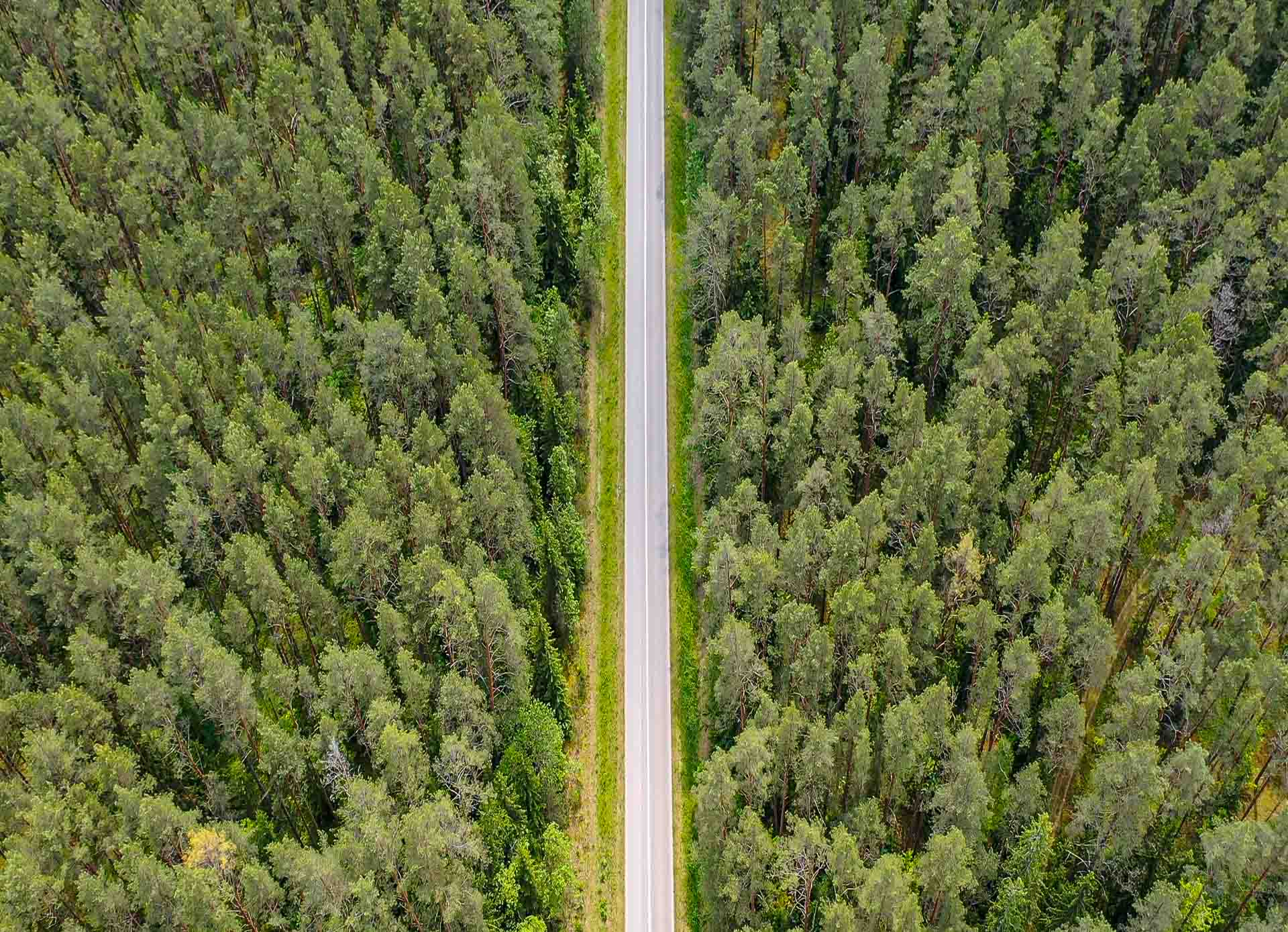 Durch die Wälder von Litauen