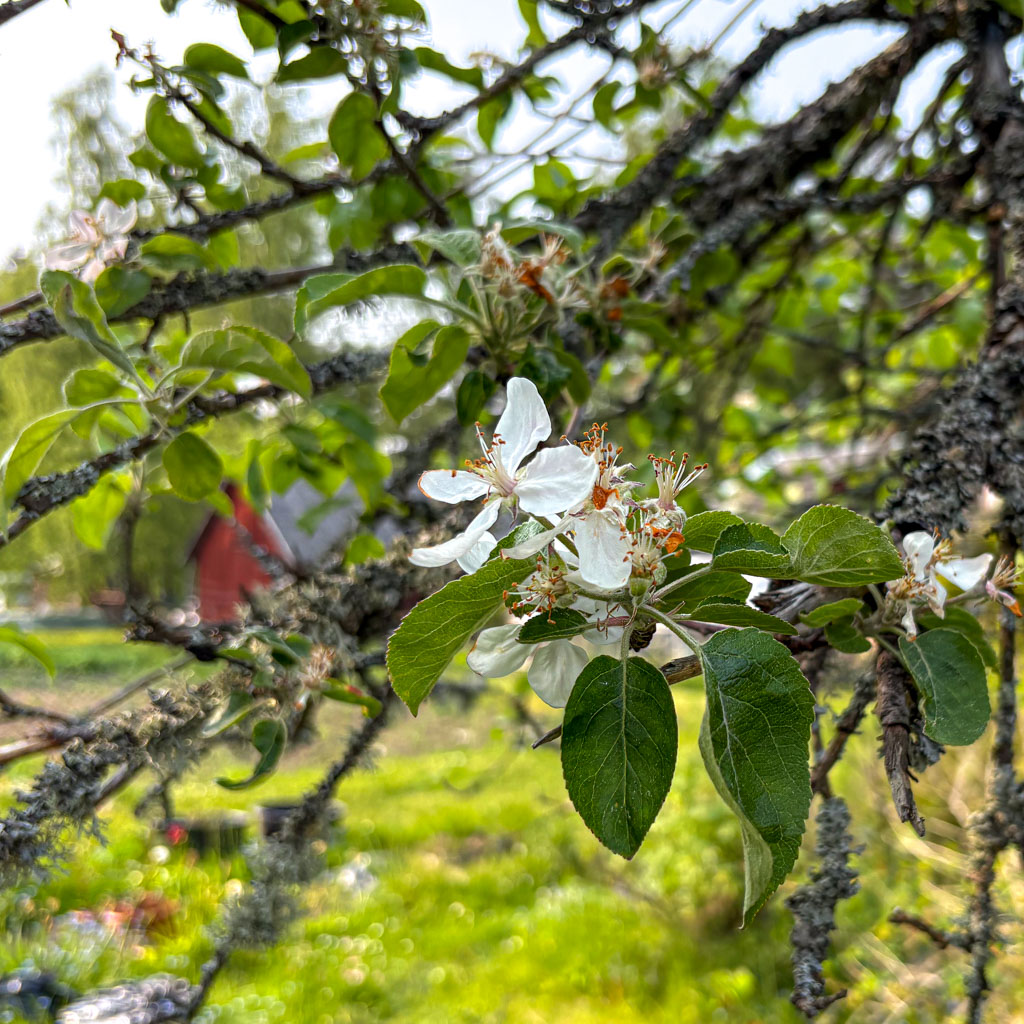 Blüte im Obstgarten
