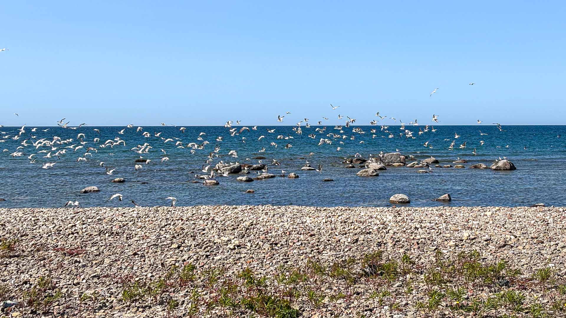 Möwenkolonie am Kap Ristna