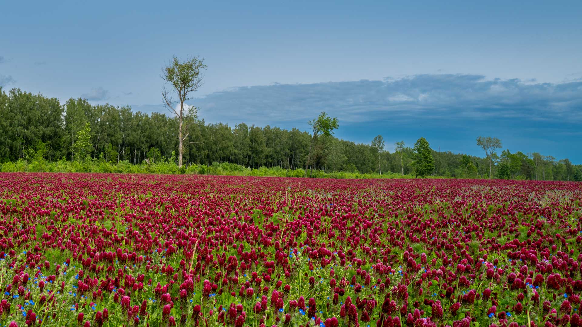 Inkarnat-Klee (Trifolium incarnatum)