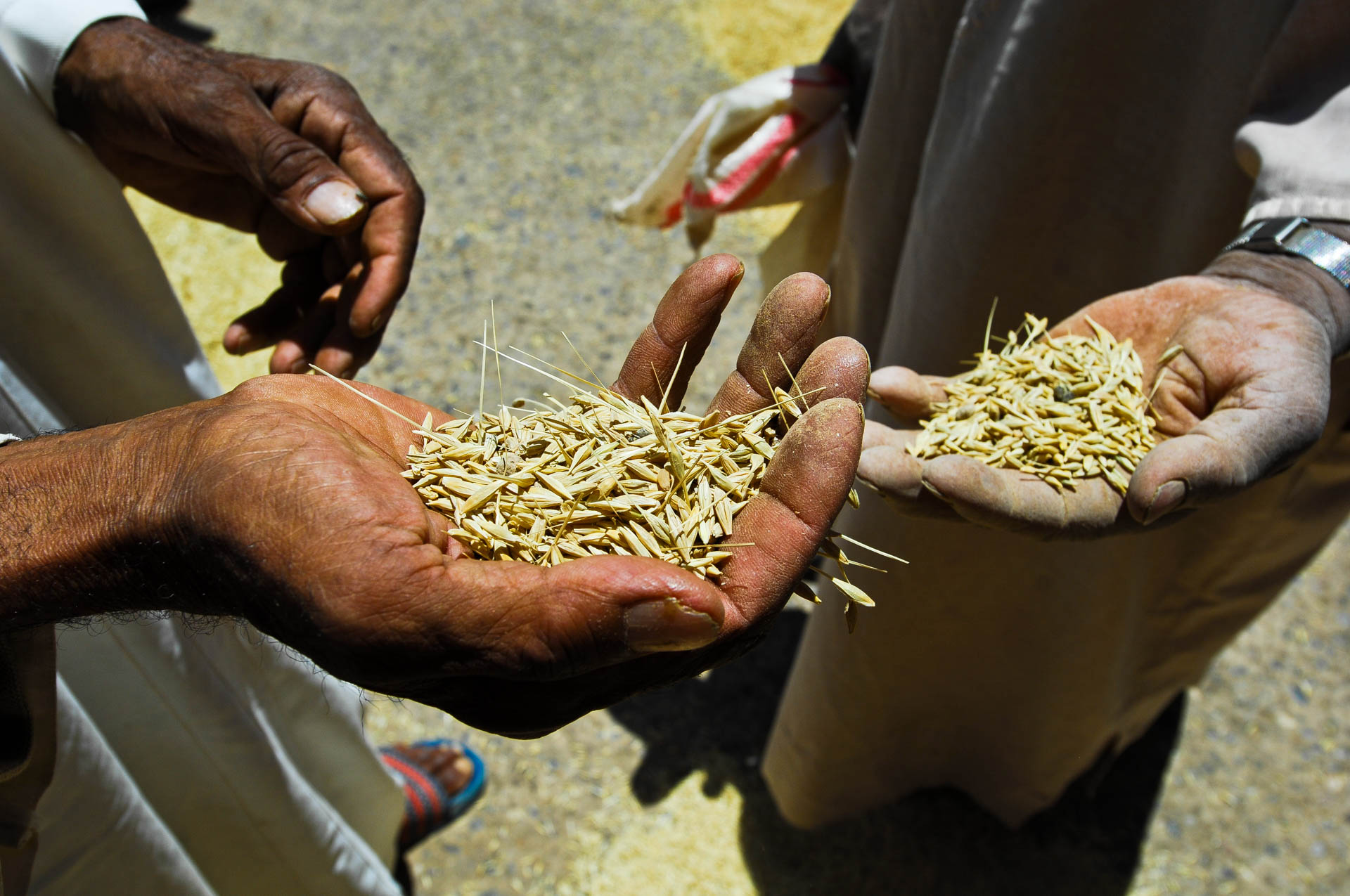 Quality check, Market in Rissani