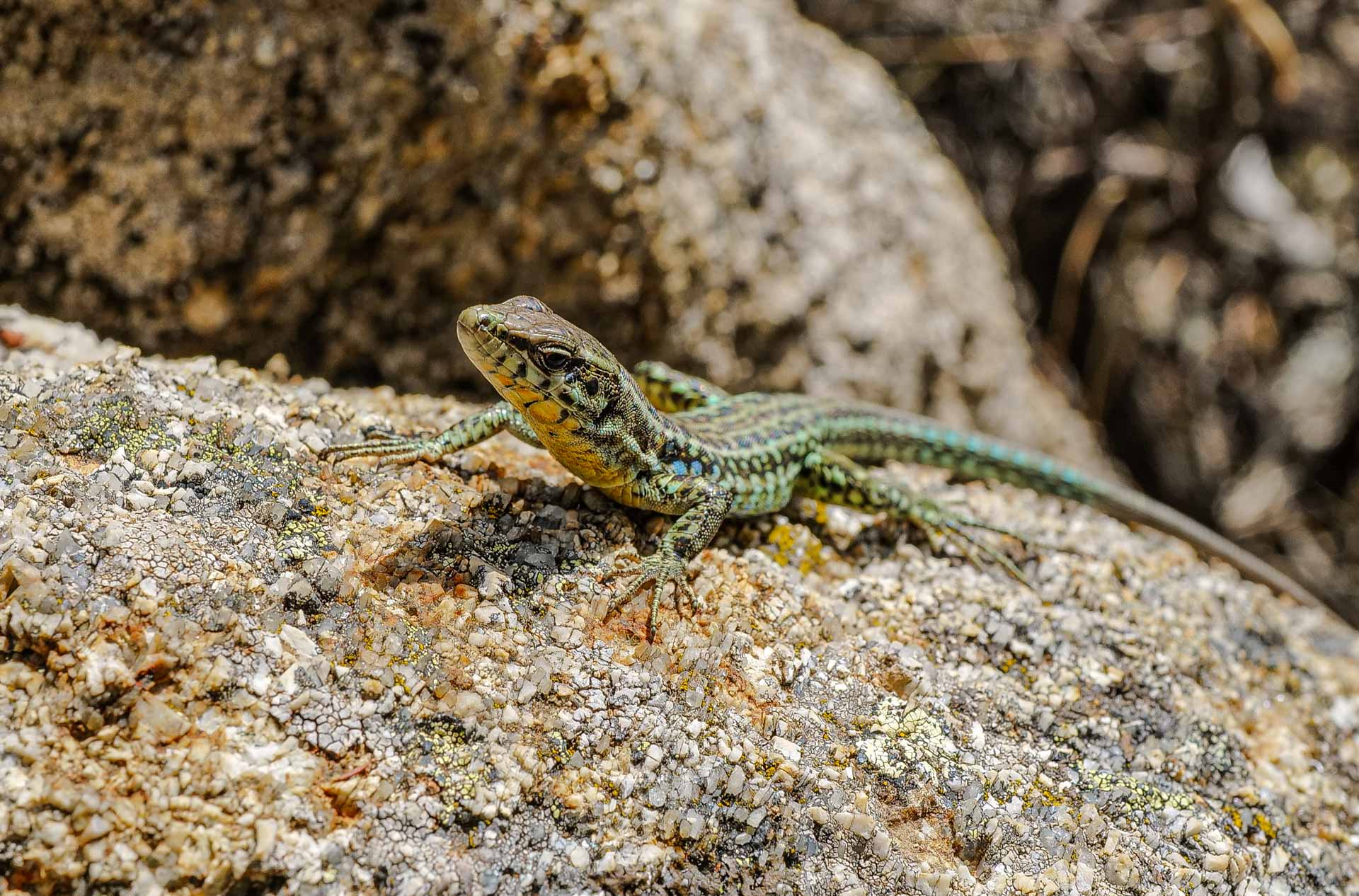 Tyrrhenische Mauereidechse (Podarcis tiliguerta)