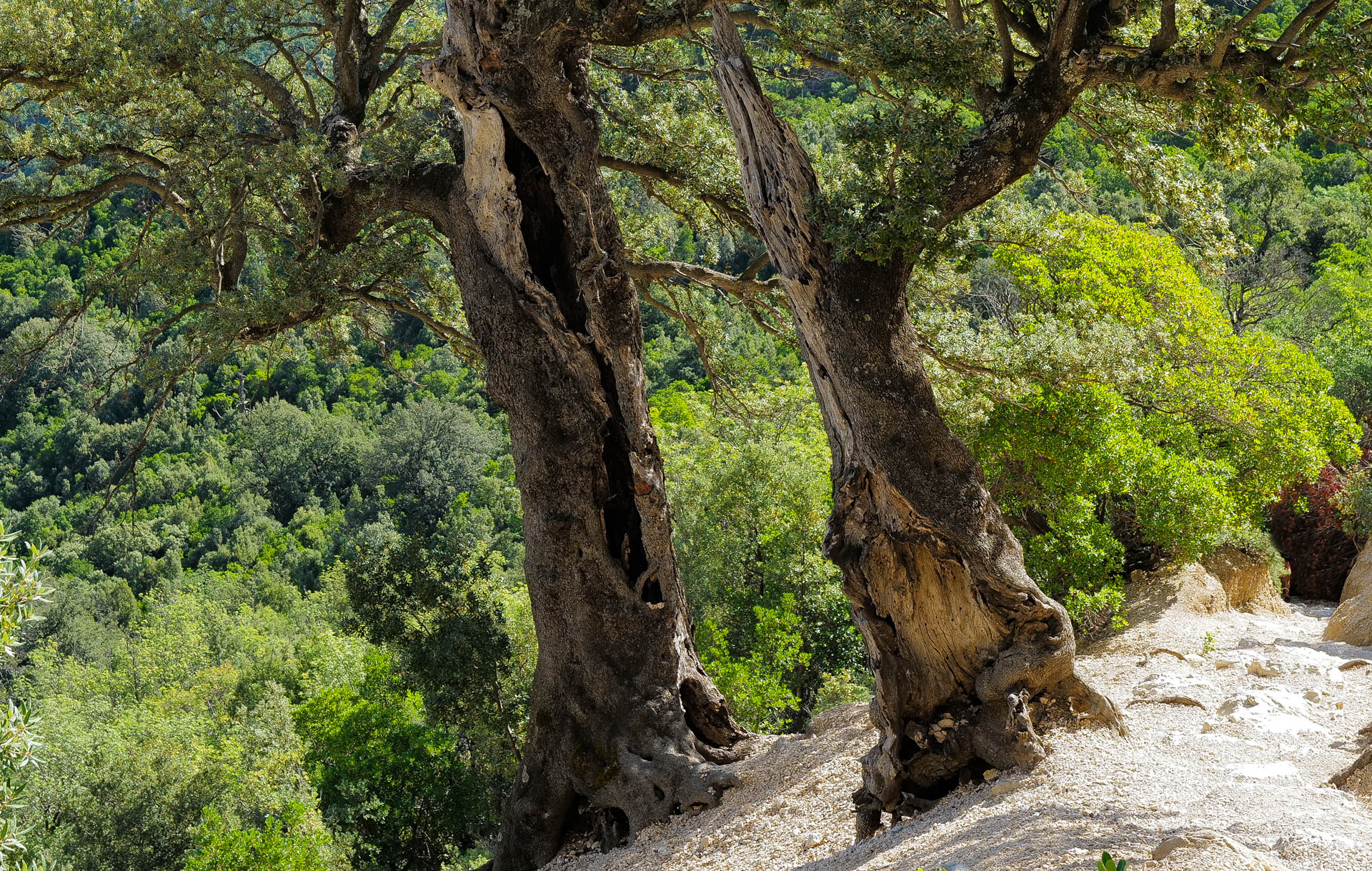 Wanderweg zur Gorropu Schlucht