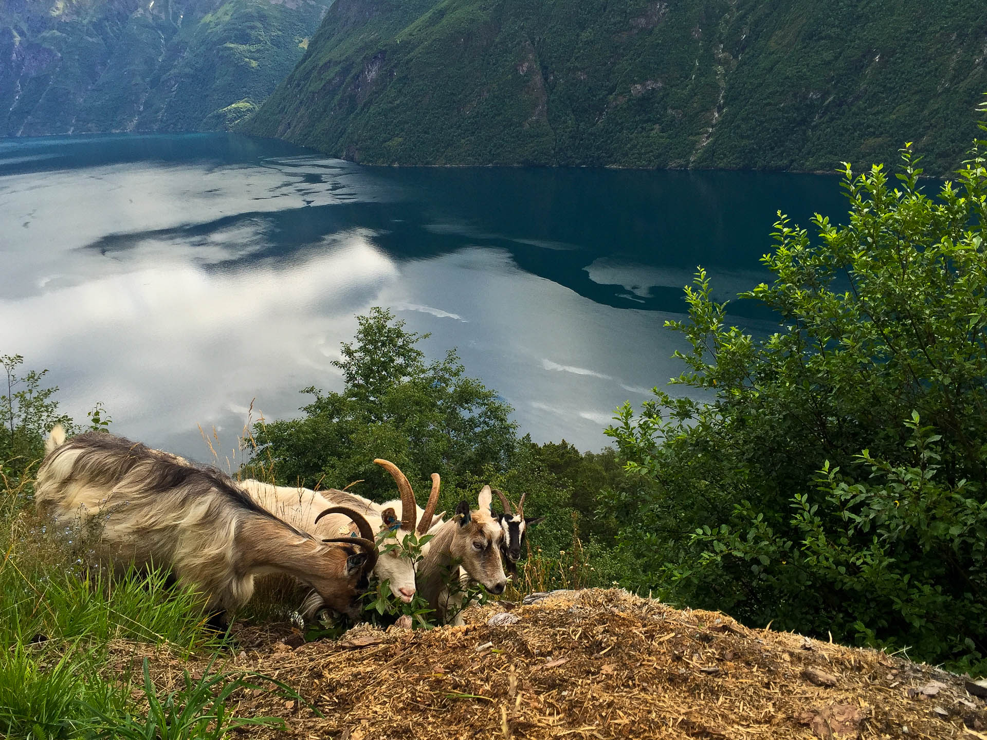 Geiranger Fjord