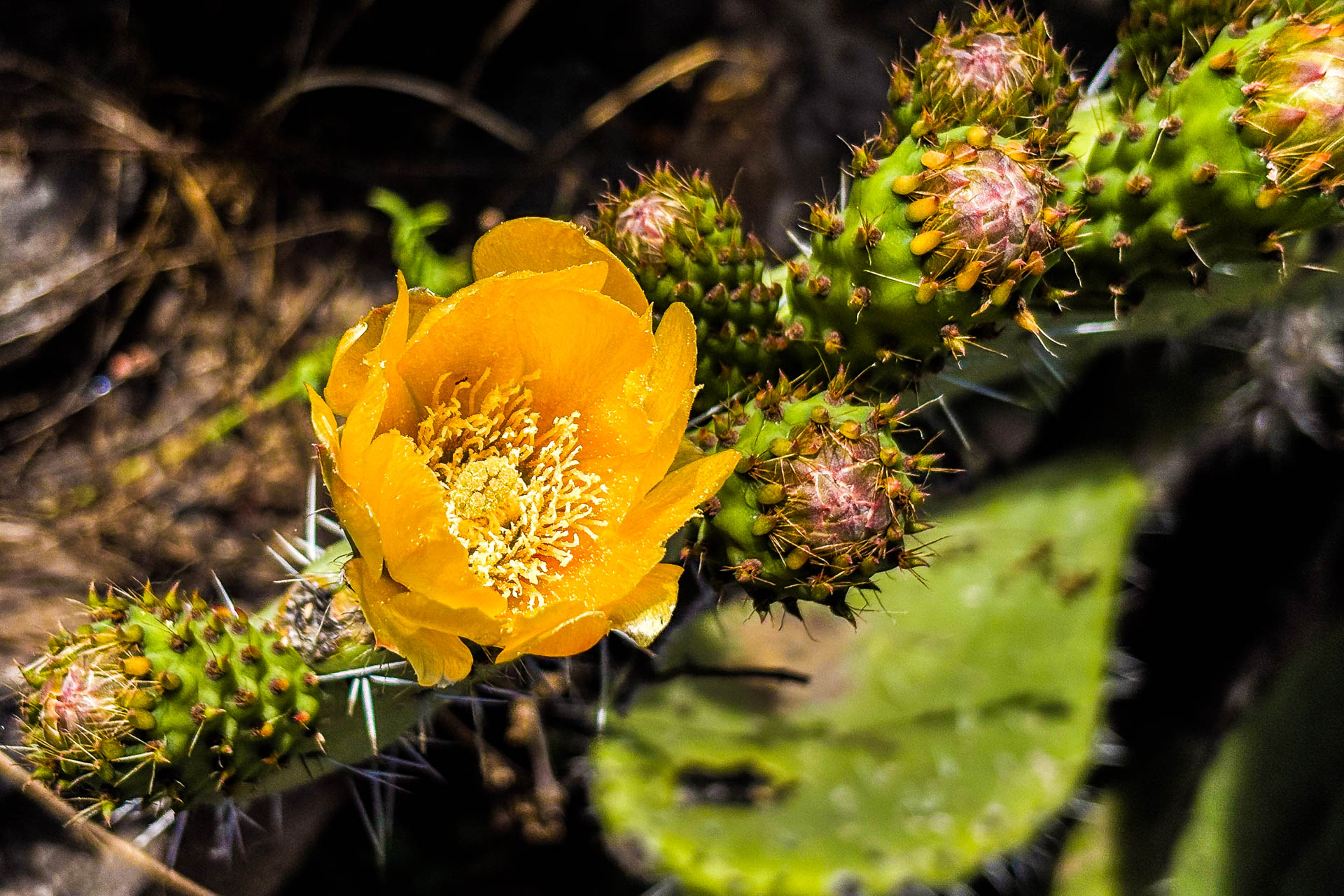 Opuntia Kaktus in Blüte