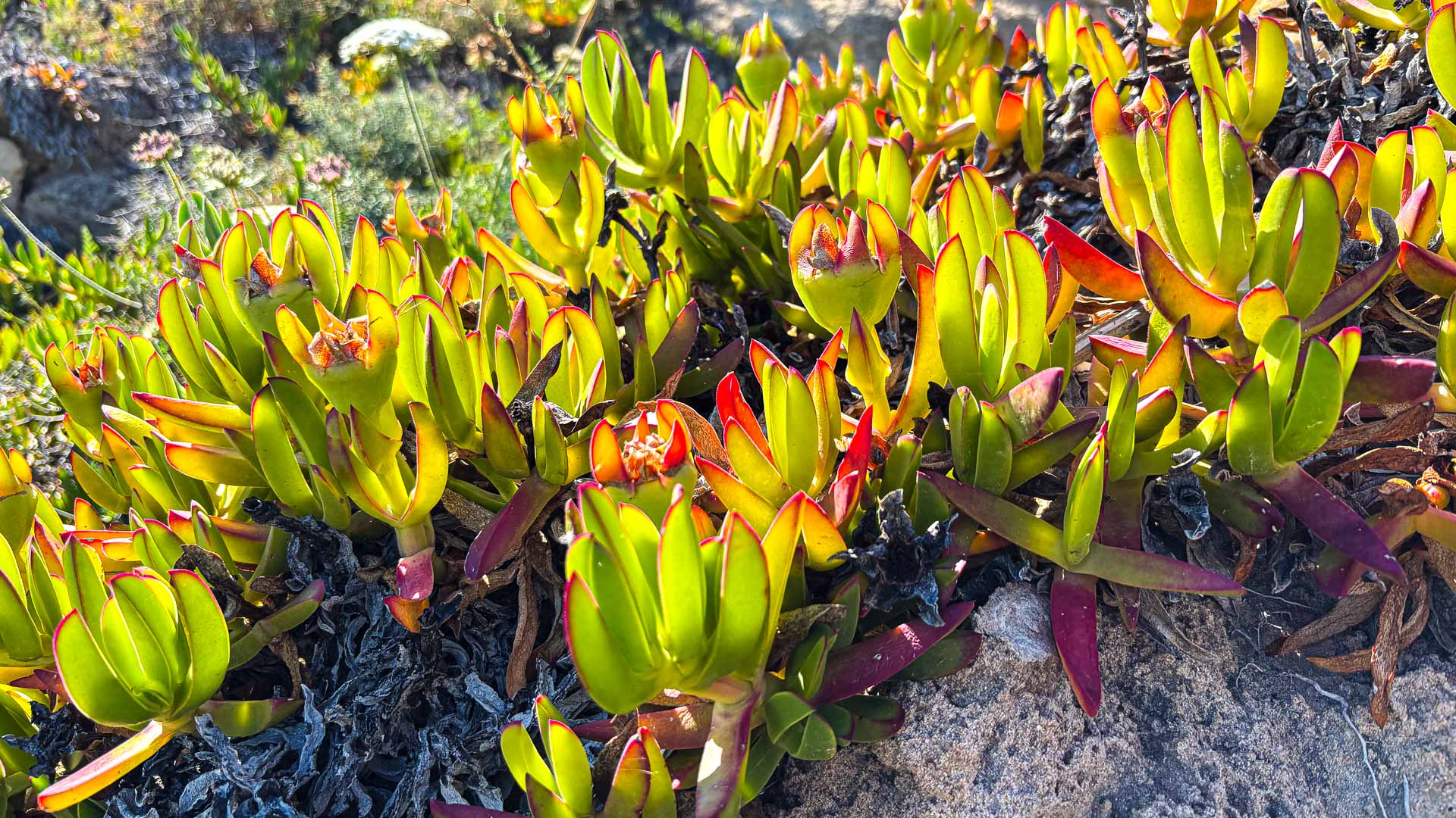 Mittagsblume (Carpobrotus)