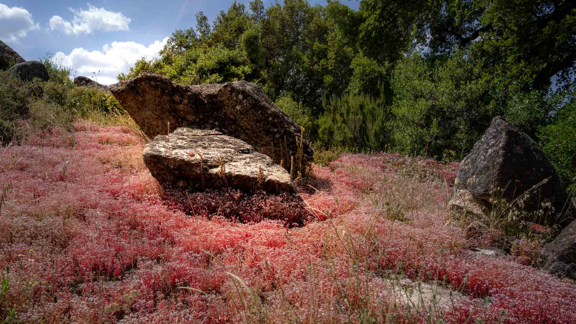 Am Domus de janas Ludurru