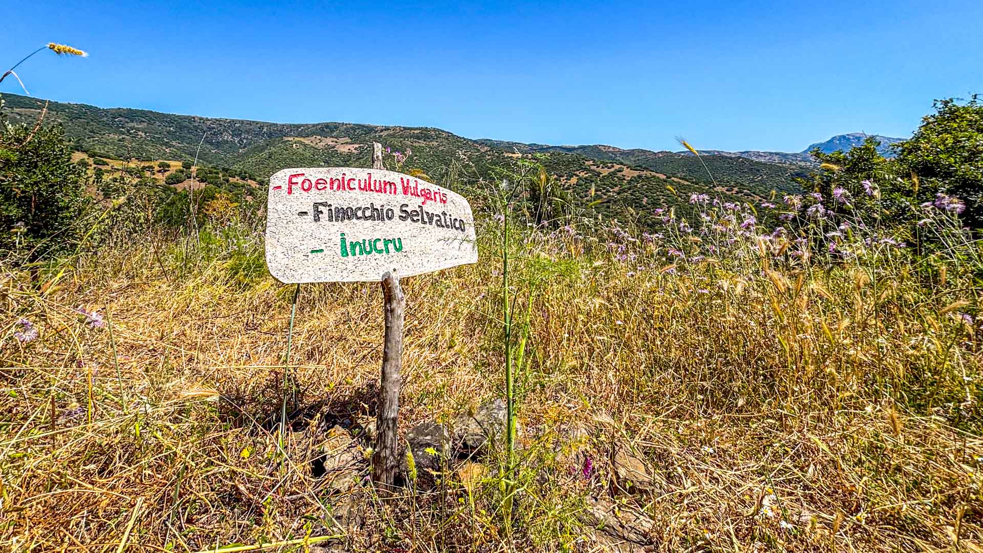 Botanischer Weg am Su Tempiesu