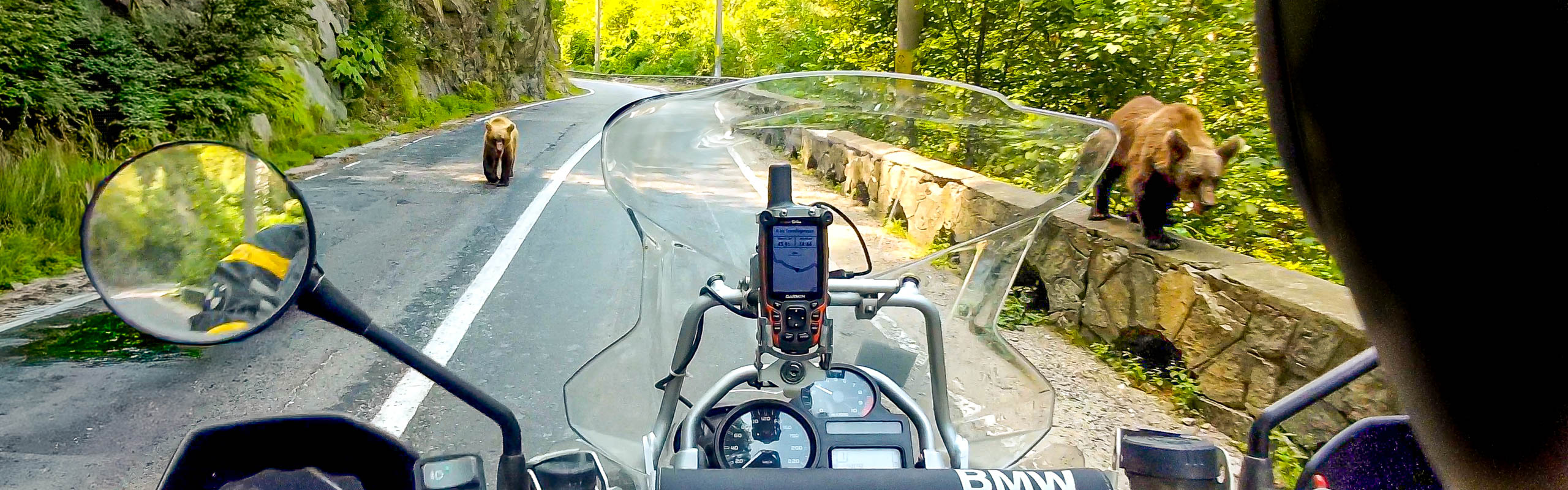 Bären am Transfagarasan-Pass, Rumänien
