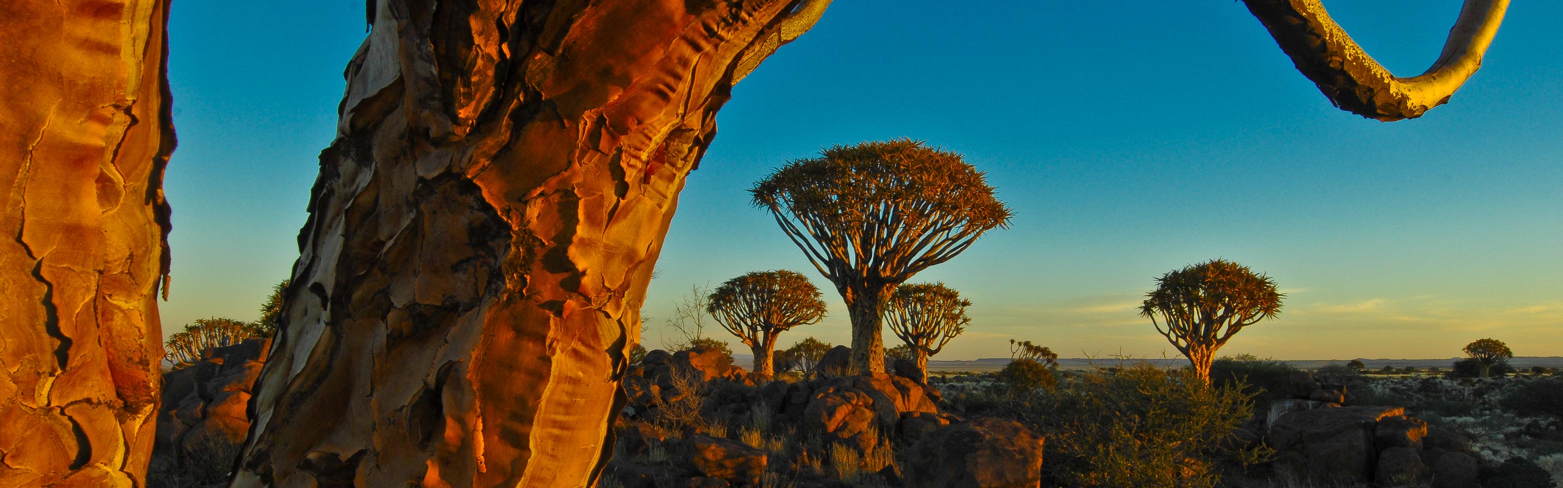 Quivertree forest near Ketmannshoop, Namibia