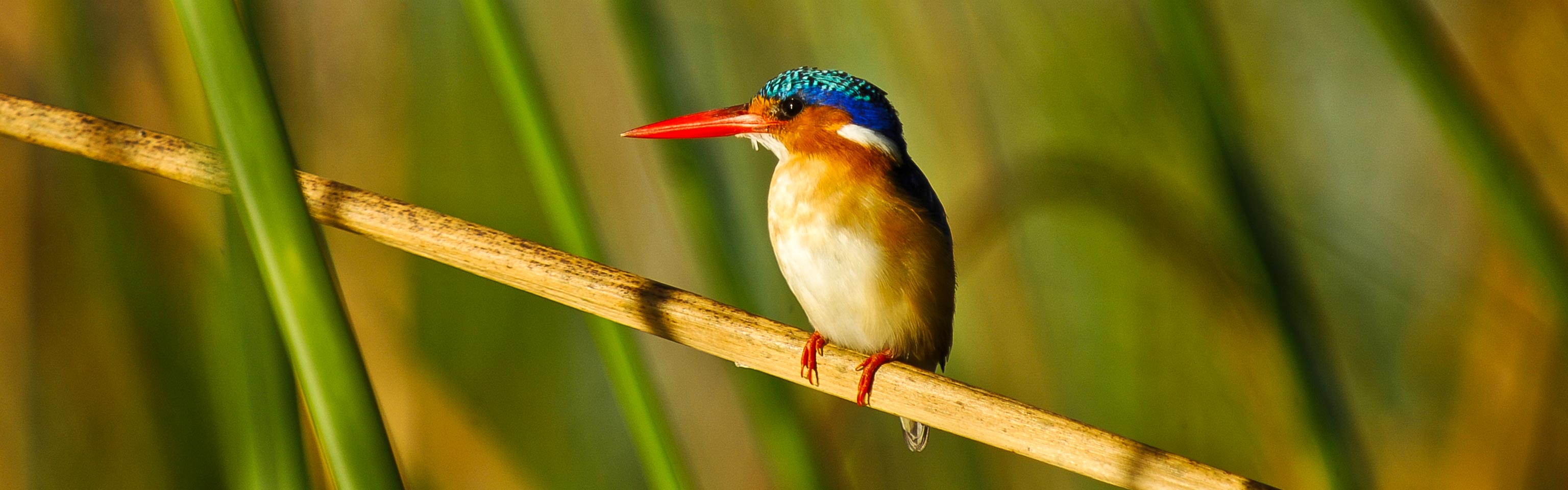 Kingfisher, Okavango, Botsuana