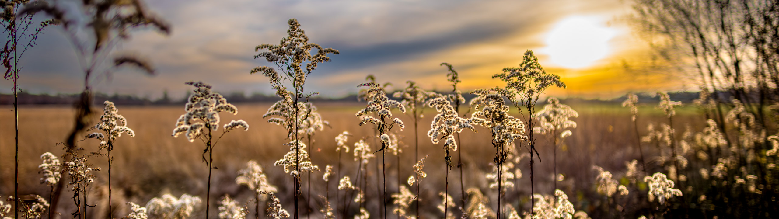 Hochmoor, Emsdettener Venn, Deutschland