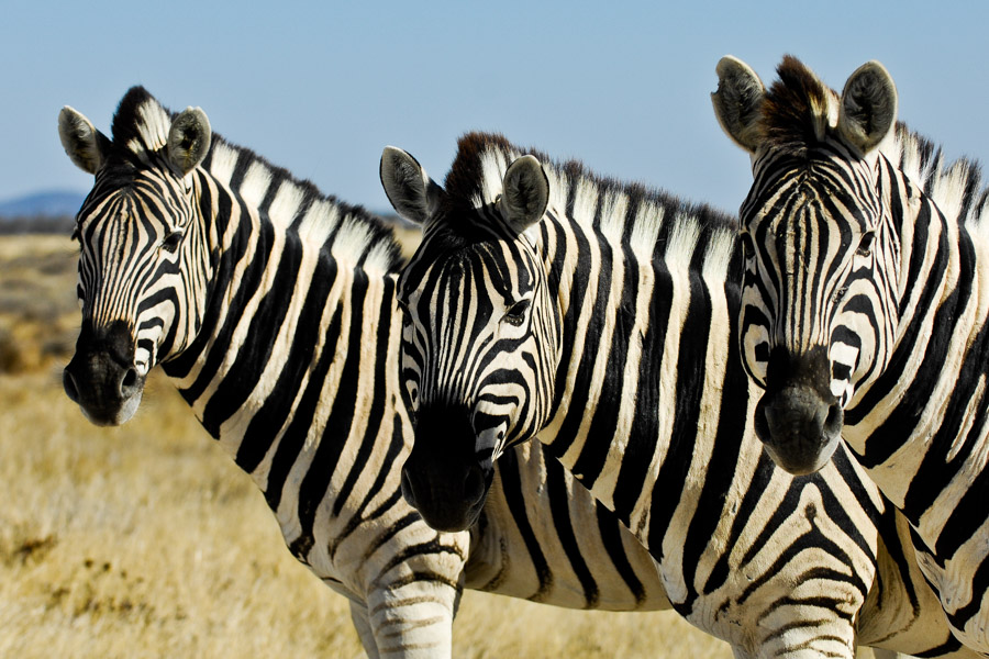 Steppenzebra, Namibia