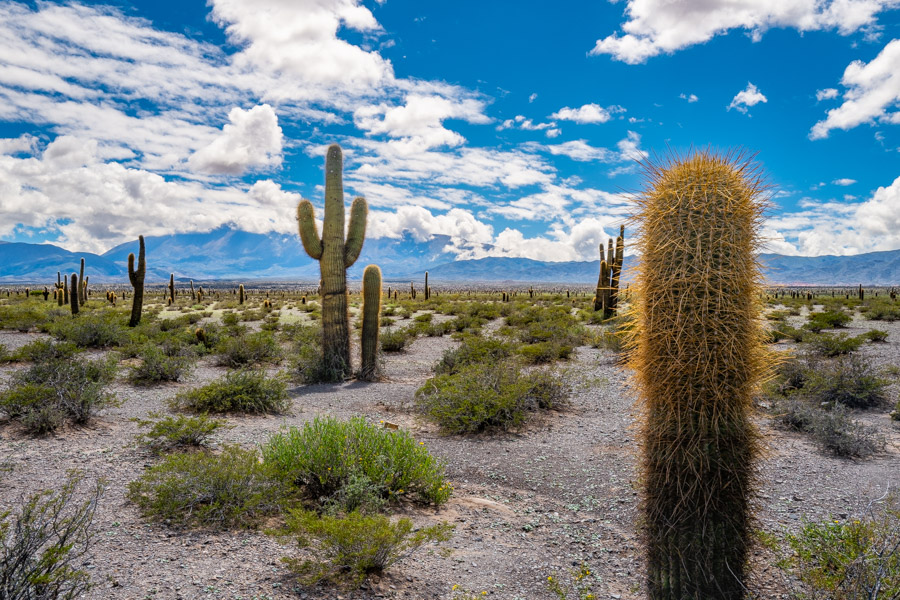 Parque National Los Cardones