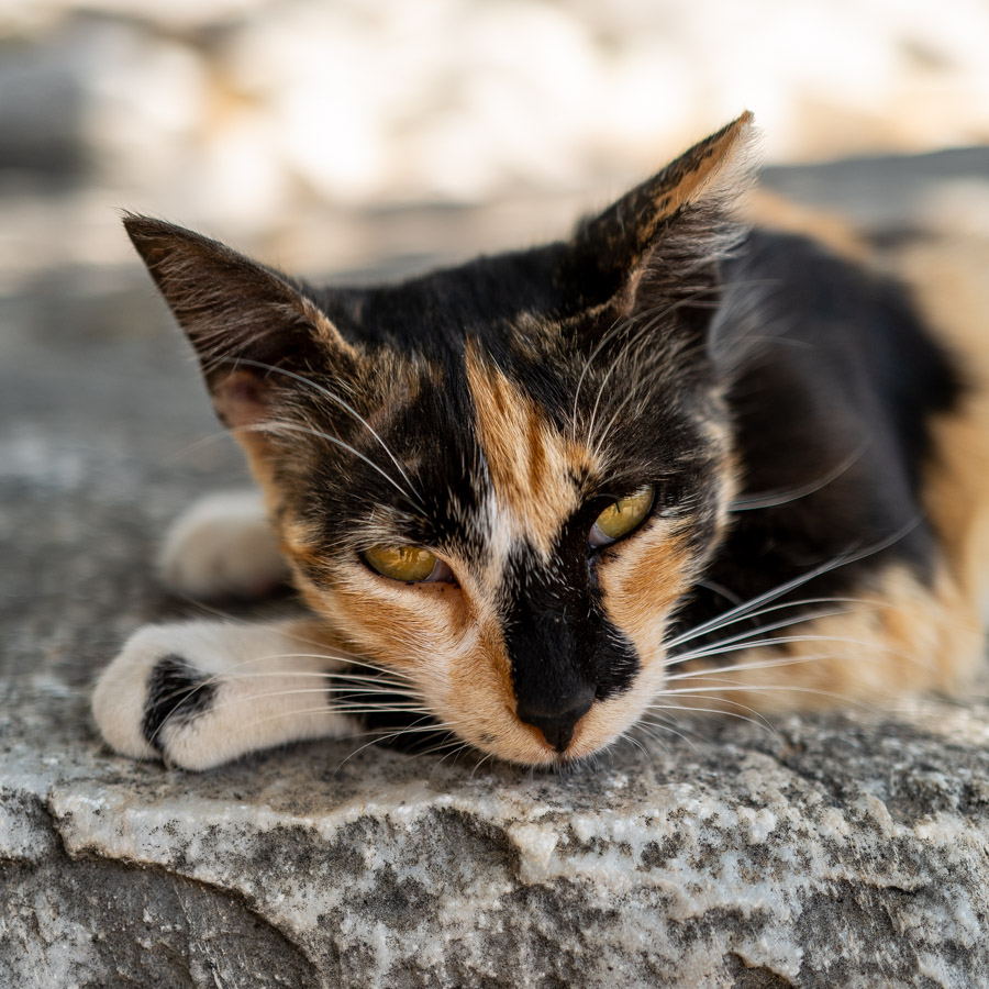 Katze im Tempel des Appolon, Didim, Türkei