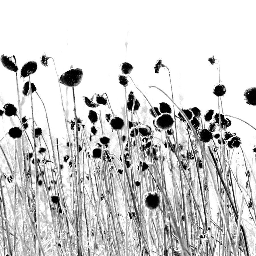 Sonnenblumen Cluster