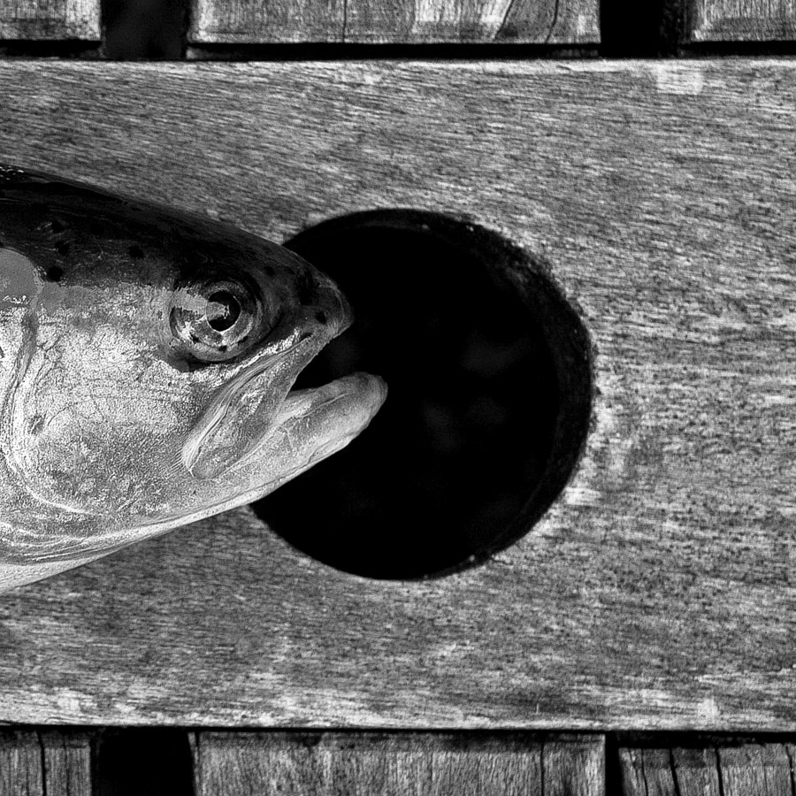 Fisch auf Tisch mit Loch