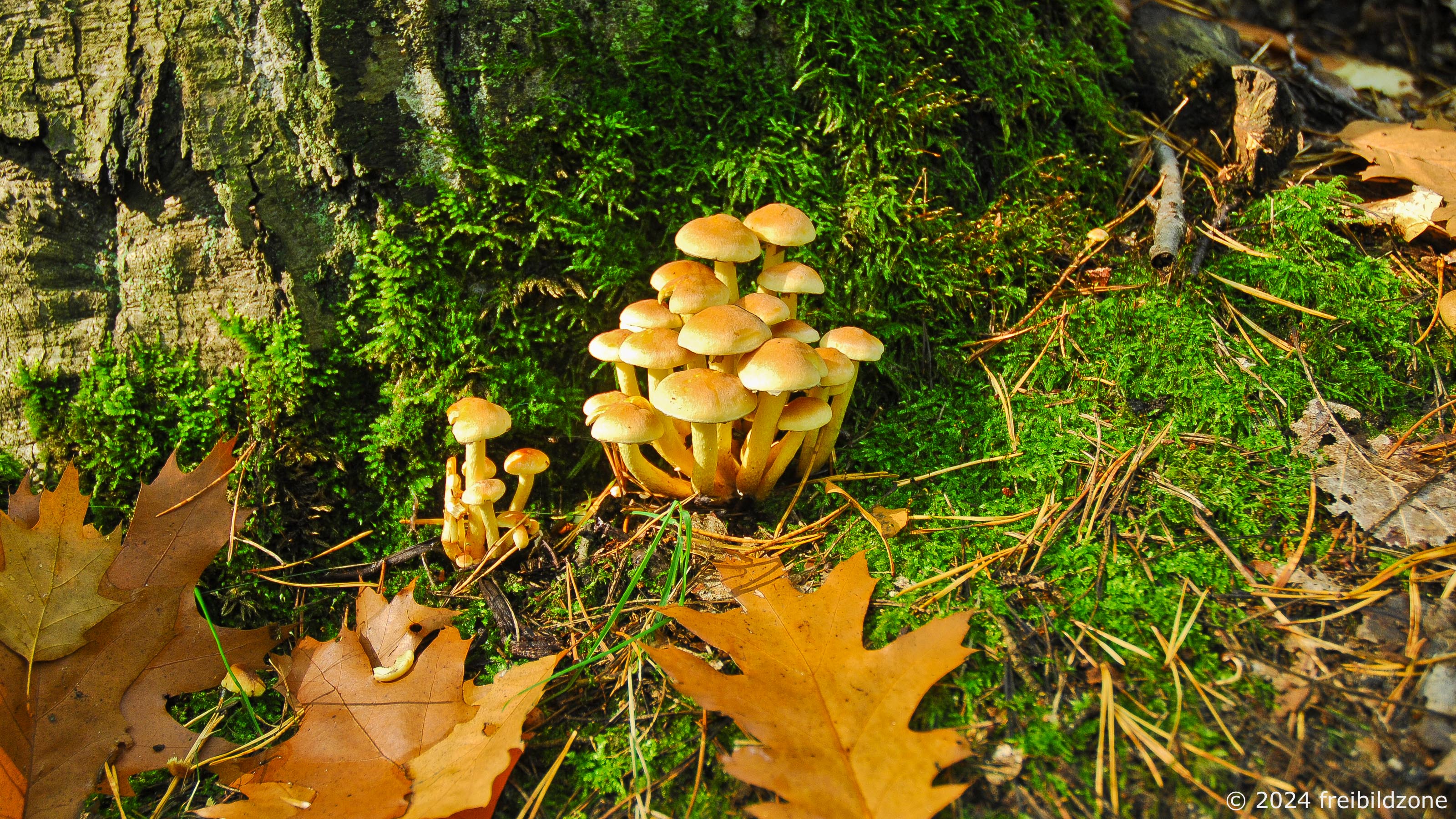 Grünblättriger Schwefelkopf (Hypholoma fasciculare) Grünblättriger Schwefelkopf (Hypholoma fasciculare)