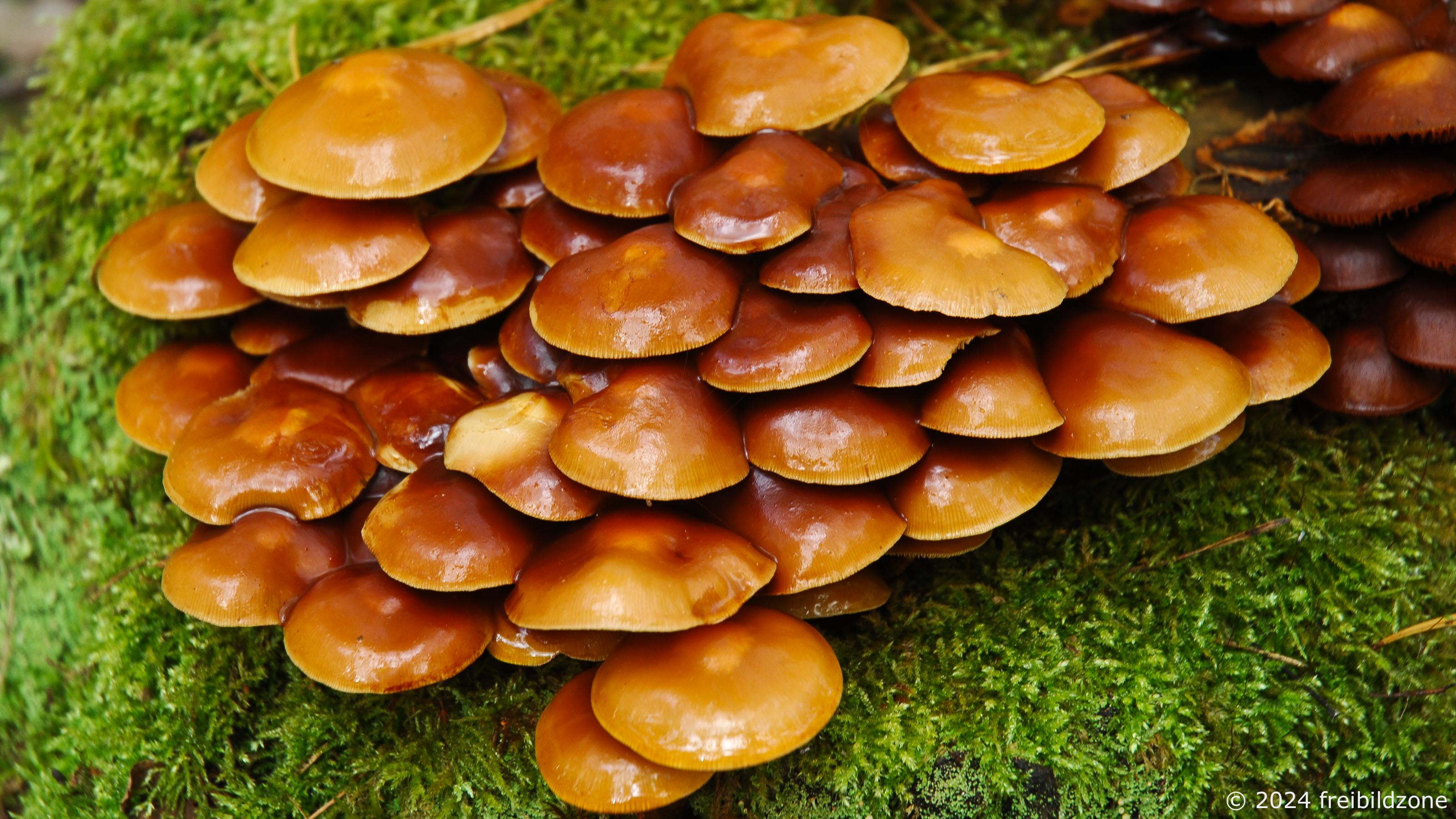 Gemeines Stockschwämmchen (Kuehneromyces mutabilis) Gemeines Stockschwämmchen (Kuehneromyces mutabilis)